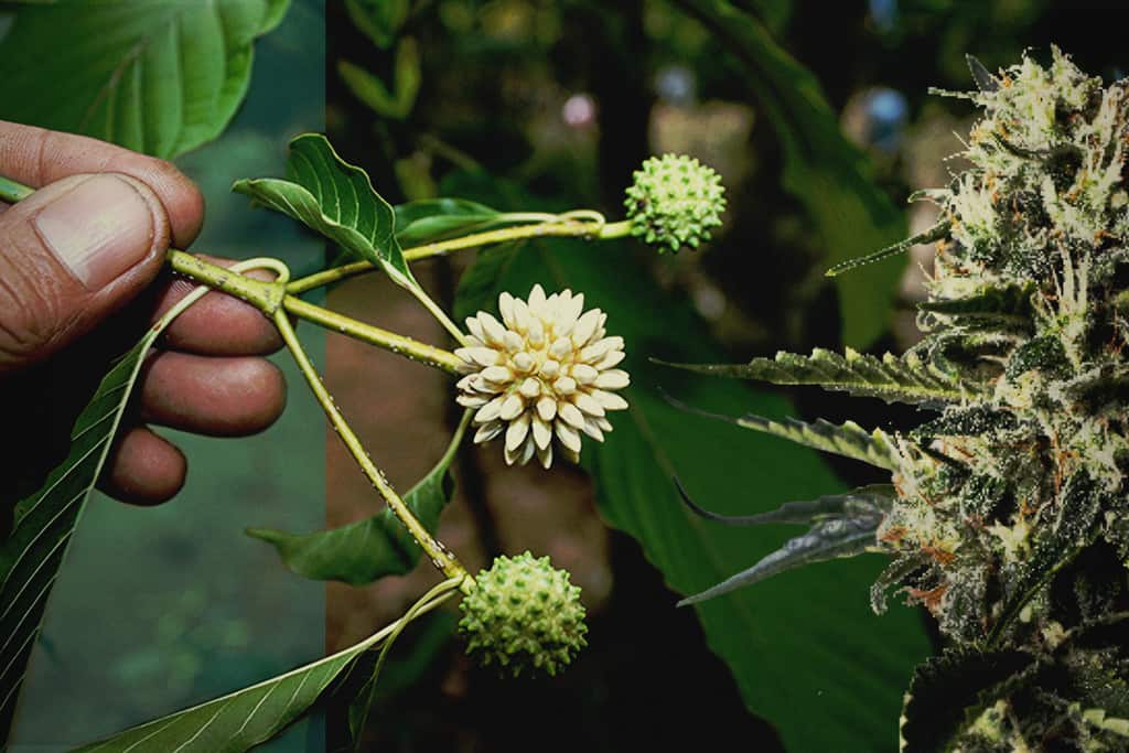 Canopy Kratom Review