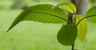 Green Leaf Kratom Review: Great Variety, Prickly Prices