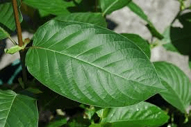 Kratom King Review: Are They Worthy of the Royal Title?
