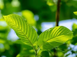 Kratom USA Review: A Long-Standing Vendor of Little Reputation