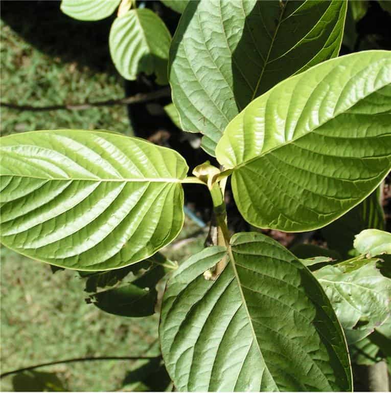 Malay Kratom