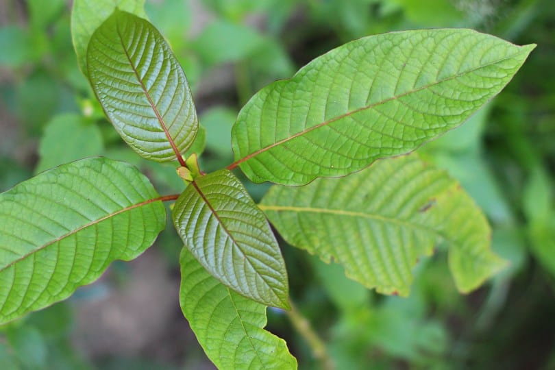 Moon Kratom Review: A Vendor Born of Controversy