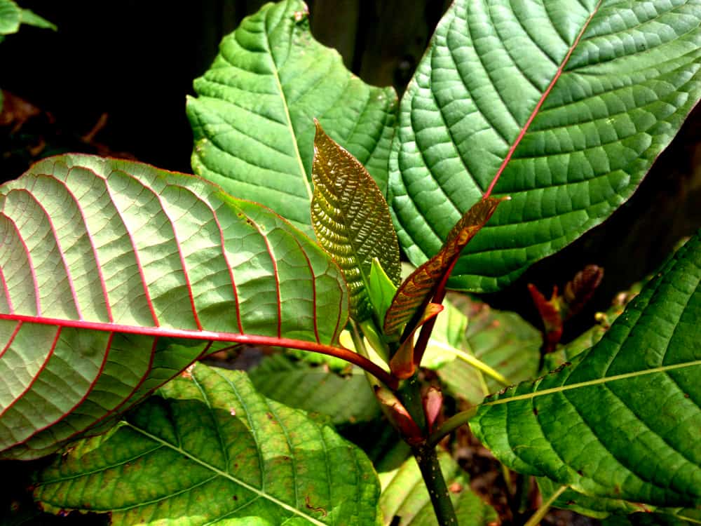 Red Maeng Da Kratom Review: An Excellent, Selectively-Grown Strain