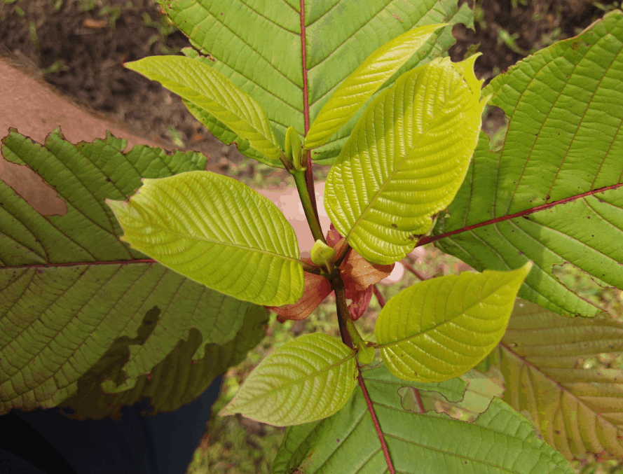 Releaf Kratom Review: A Small, Trustworthy Columbus Vendor