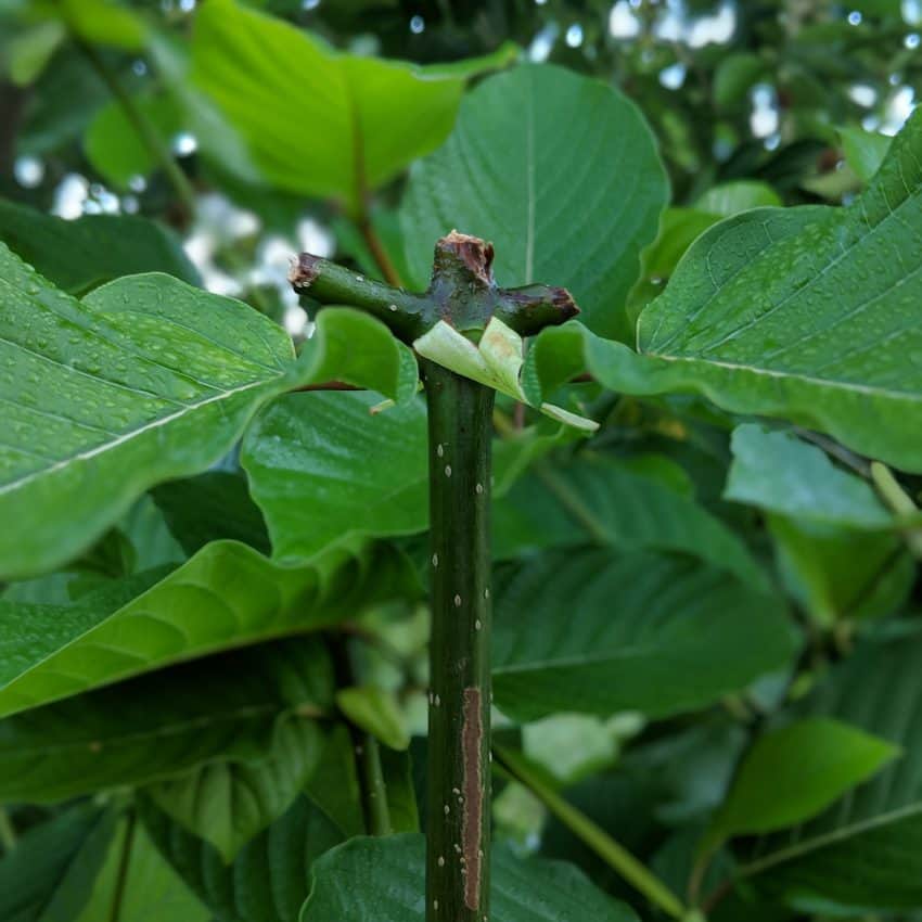 Sacred Kratom Review: A New Vendor with Much to Improve