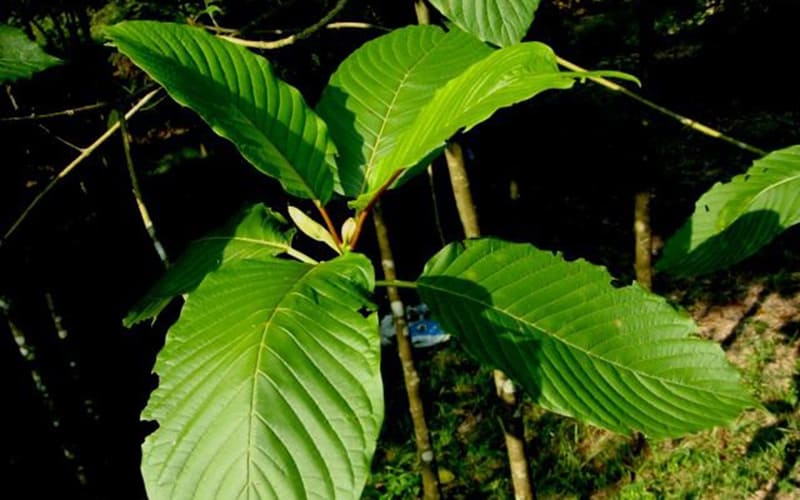 Thai Kratom