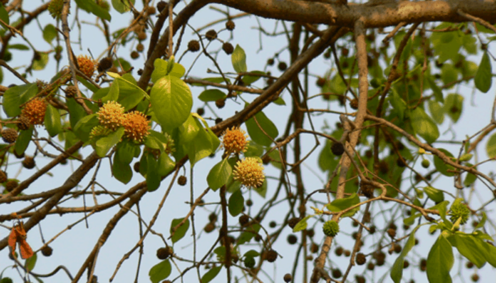 Borneo Kratom