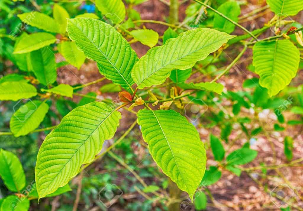 Green Malay Kratom