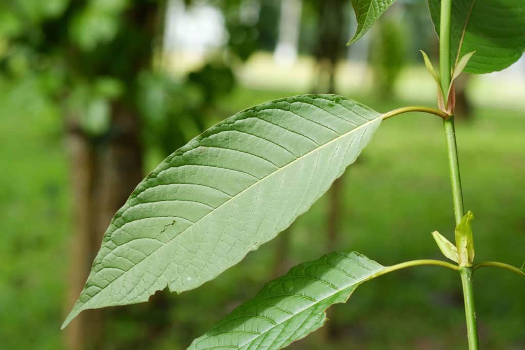 Is Kratom Legal in Arizona?