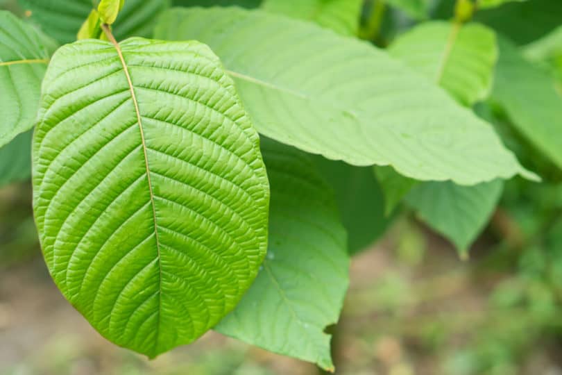 Is Kratom Legal in Arkansas?