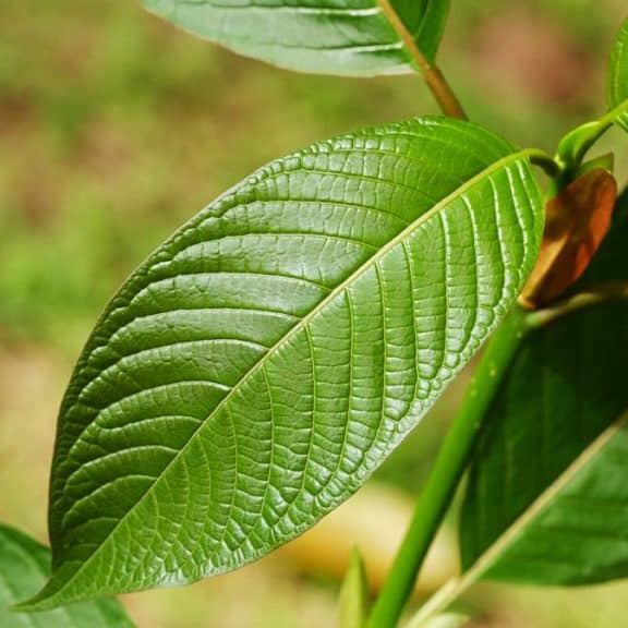 Is Kratom Legal in Colorado?