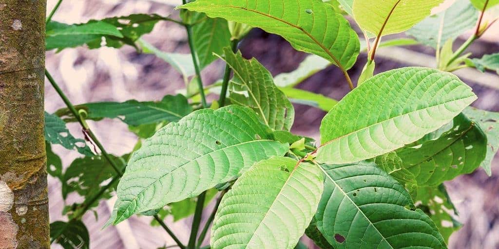 Is Kratom Legal in Illinois?