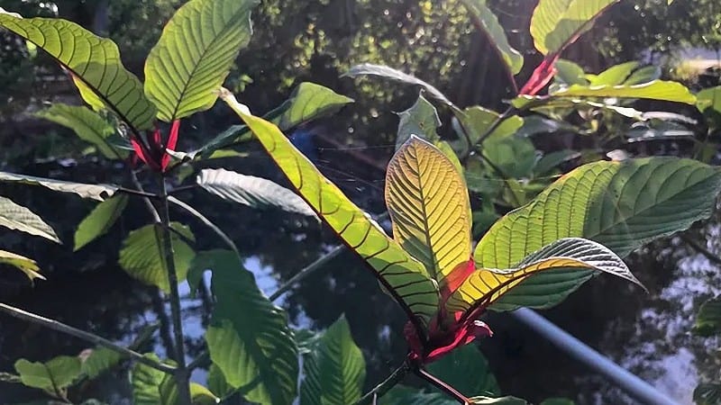 Is Kratom Legal in Louisiana?