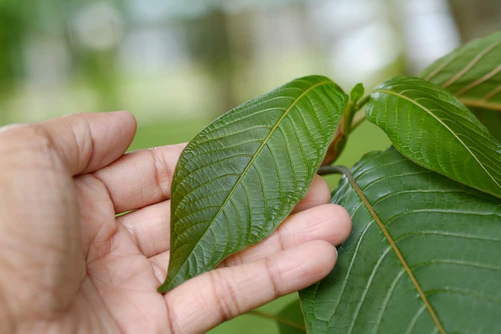 Is Kratom Legal in Maine?