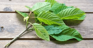 Is Kratom Legal in Maryland?