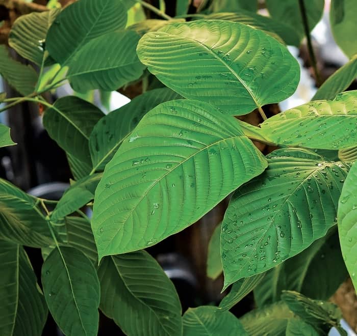 Is Kratom Legal in New Mexico?