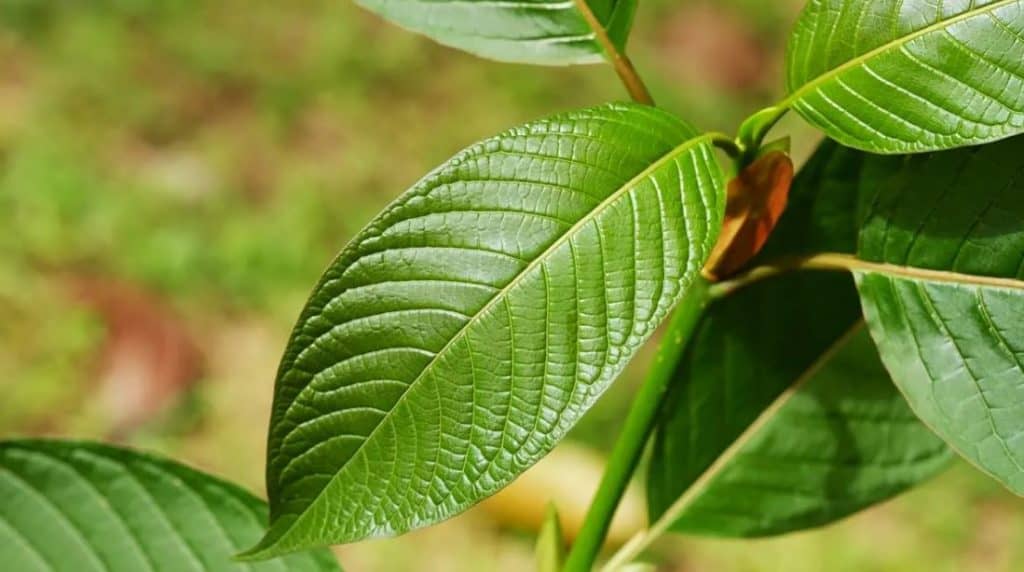 Is Kratom Legal in Pennsylvania?