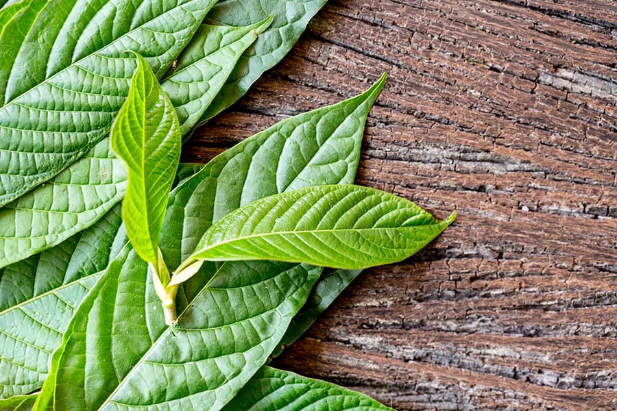 Is Kratom Legal in Tennessee?