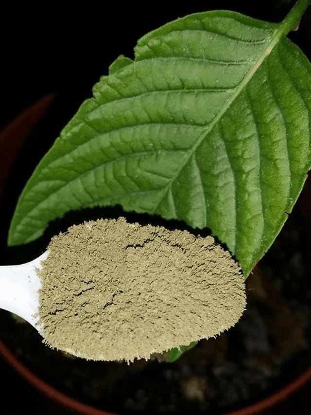 Red Indo Kratom