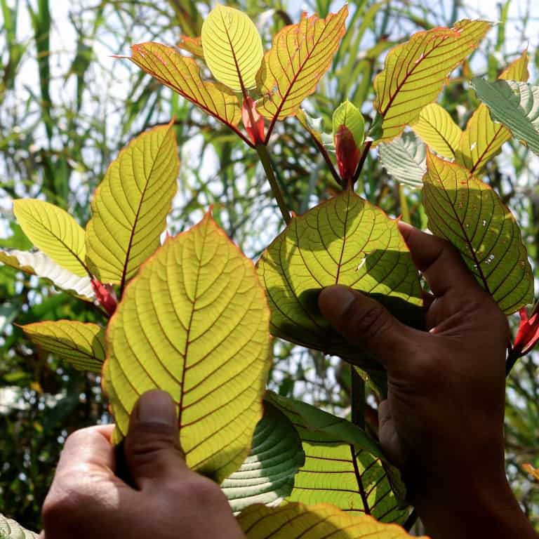 Red Sunda Kratom