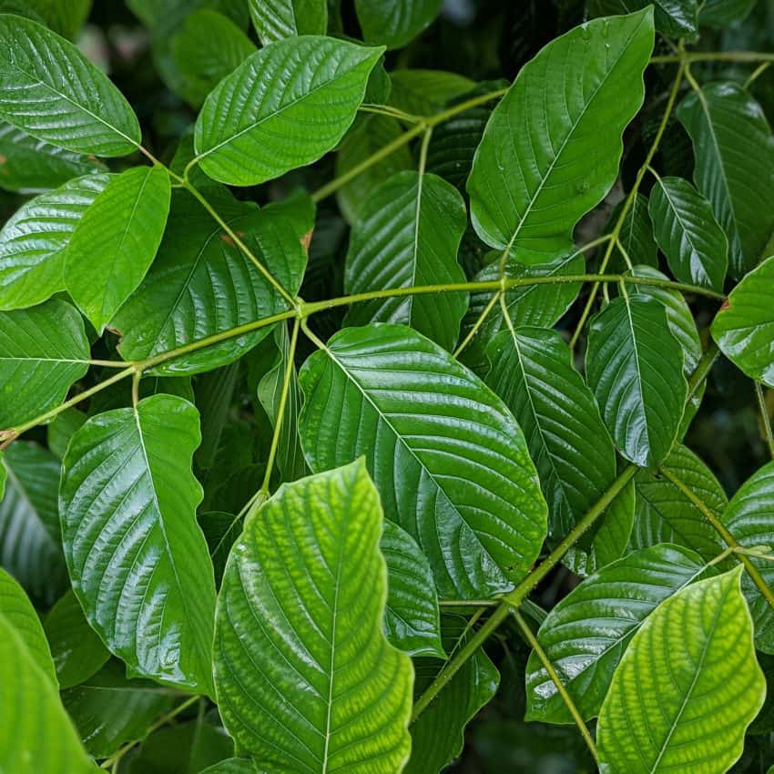 Yellow Bali Kratom: The Best Antagonist to Borneo Varieties